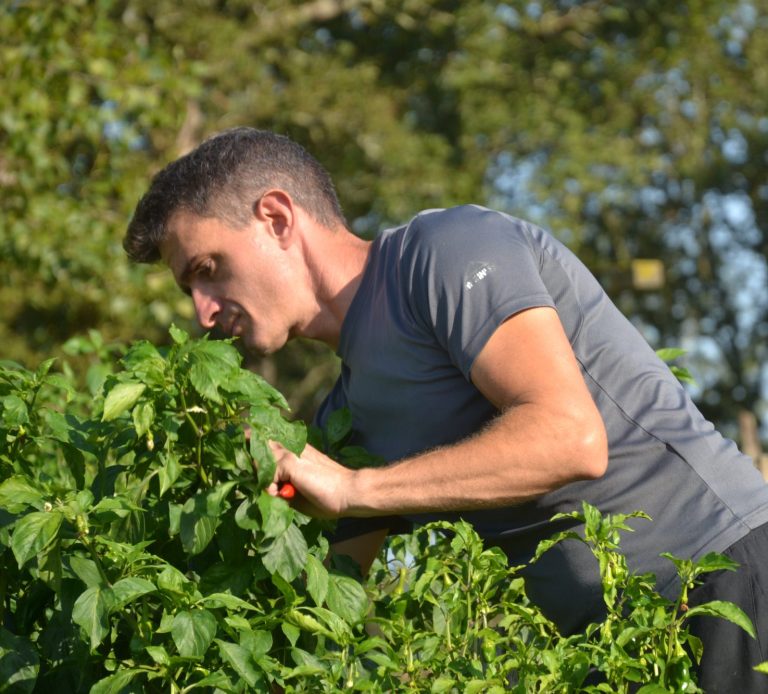 Louis Pradille, producteur de piment d'Espelette AOP au Pays Basque