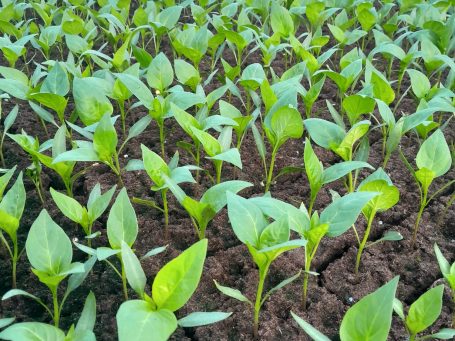 Semis de plants de piment d'Espelette variété Gorria — exploitation Loratu Semis de plants de piment d'Espelette variété Gorria — exploitation Loratu