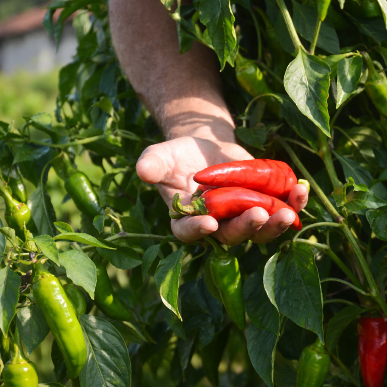 Récolte manuelle du piment d'Espelette AOP — Loratu piments frais rouges dans la main d'un producteur