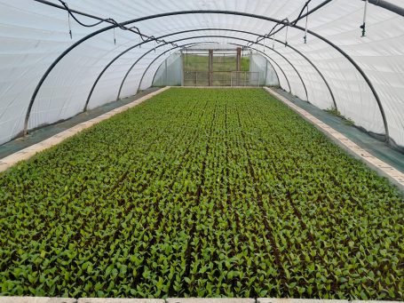 jeune plants de piment sous serre