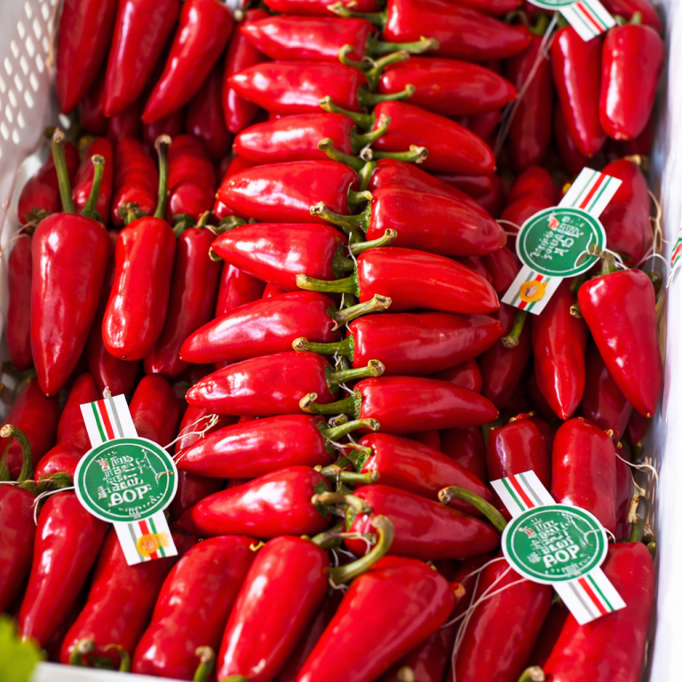 Cordes de piment d'Espelette variété Gorria — exploitation Loratu Cordes de piment d'Espelette variété Gorria — exploitation Loratu