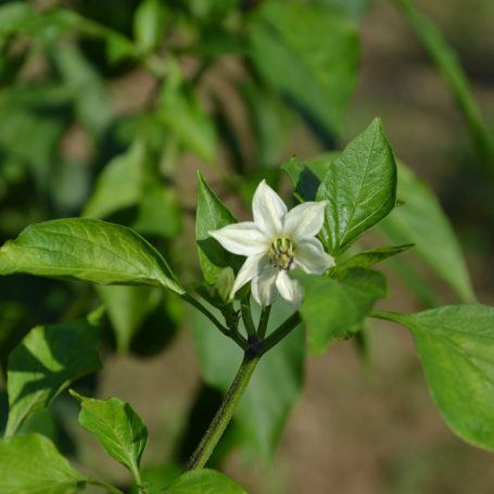 fleur de piment sur un plant