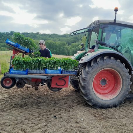 producteur sur une planteuse de piment pendant les plantations