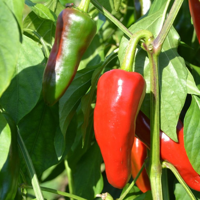 Piment entier rouge sur un plan de piment