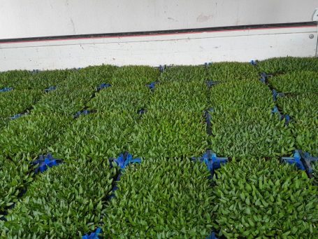 Semis de plants de piment d'Espelette variété Gorria — exploitation Loratu Semis de plants de piment d'Espelette variété Gorria — exploitation Loratu